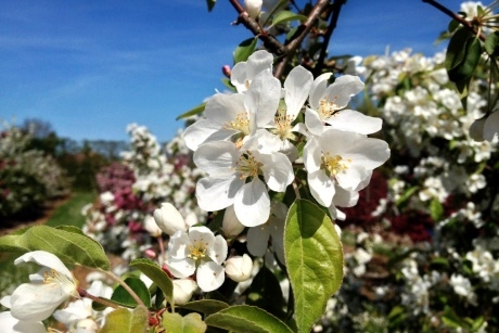 Blossom at Brogdale
